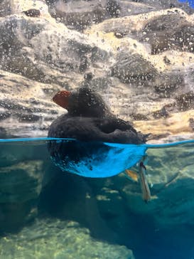 アクアワールド茨城県大洗水族館に投稿された画像（2023/4/15）