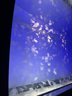 アクアワールド茨城県大洗水族館に投稿された画像（2023/4/15）