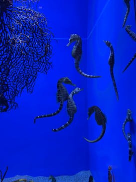 アクアワールド茨城県大洗水族館に投稿された画像（2023/4/15）