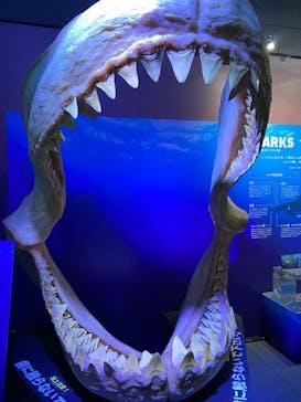 新江ノ島水族館に投稿された画像（2023/4/15）