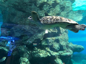 名古屋港水族館に投稿された画像（2023/4/15）