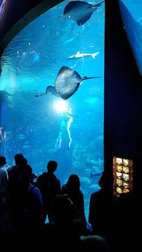 新江ノ島水族館に投稿された画像（2023/4/15）