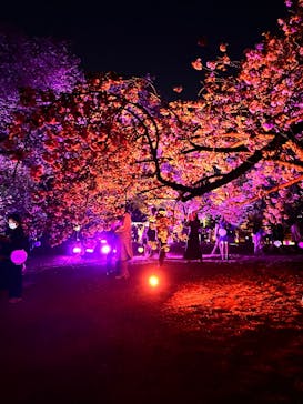 NAKED 桜の新宿御苑 2023に投稿された画像（2023/4/15）