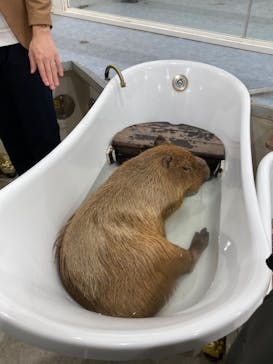 アニタッチみなとみらいに投稿された画像（2023/4/15）