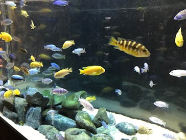 カワスイ 川崎⽔族館に投稿された画像（2023/4/15）