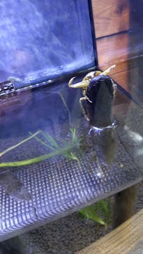 世界淡水魚園水族館　アクア・トトぎふに投稿された画像（2023/4/15）