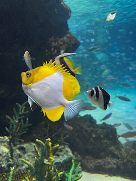 サンシャイン水族館に投稿された画像（2023/4/15）