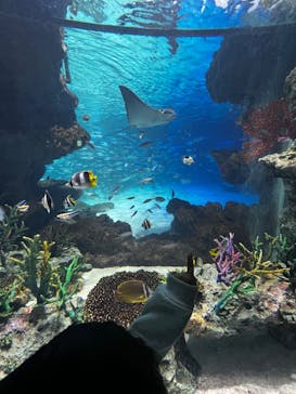 サンシャイン水族館に投稿された画像（2023/4/15）