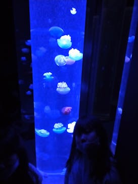 サンシャイン水族館に投稿された画像（2023/4/15）