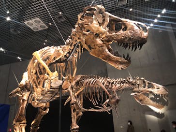 特別展「恐竜博2023」に投稿された画像（2023/4/15）