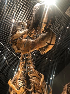 特別展「恐竜博2023」に投稿された画像（2023/4/15）