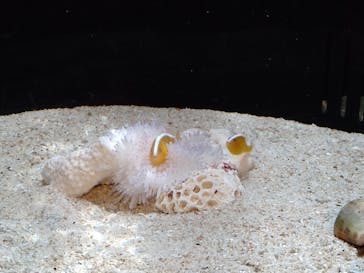 横浜開運水族館 フォーチュンアクアリウムに投稿された画像（2023/4/15）