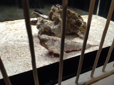 横浜開運水族館 フォーチュンアクアリウムに投稿された画像（2023/4/15）