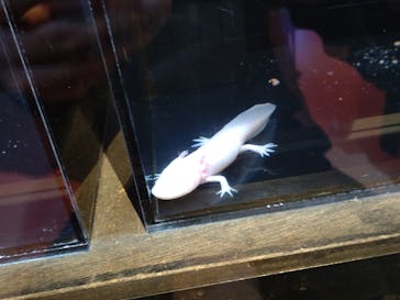 横浜開運水族館 フォーチュンアクアリウムに投稿された画像（2023/4/15）