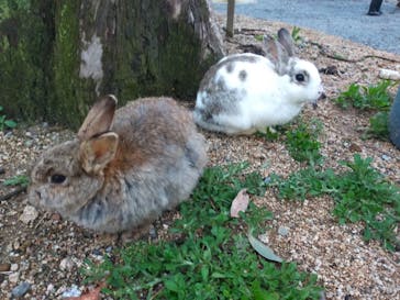 しろとり動物園に投稿された画像（2023/4/15）
