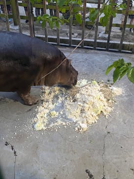 しろとり動物園に投稿された画像（2023/4/15）