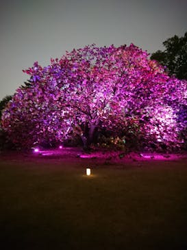 NAKED 桜の新宿御苑 2023に投稿された画像（2023/4/15）