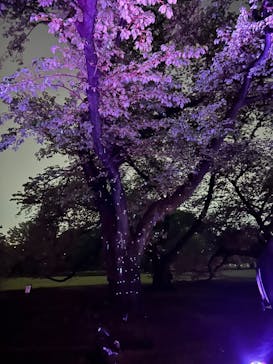 NAKED 桜の新宿御苑 2023に投稿された画像（2023/4/15）