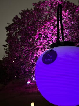 NAKED 桜の新宿御苑 2023に投稿された画像（2023/4/15）