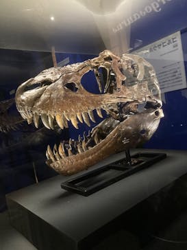 特別展「恐竜博2023」に投稿された画像（2023/4/15）