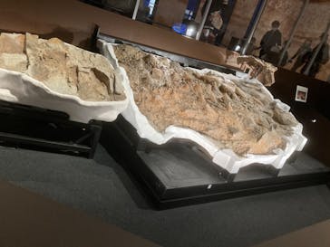 特別展「恐竜博2023」に投稿された画像（2023/4/15）