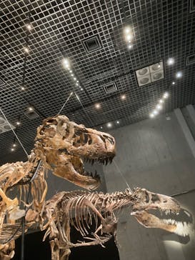 特別展「恐竜博2023」に投稿された画像（2023/4/15）