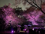 NAKED 桜の新宿御苑 2023に投稿された画像（2023/4/15）