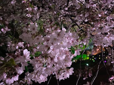 NAKED 桜の新宿御苑 2023に投稿された画像（2023/4/15）