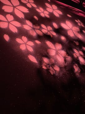 NAKED 桜の新宿御苑 2023に投稿された画像（2023/4/15）