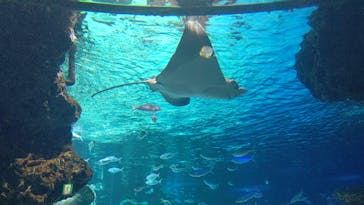 サンシャイン水族館に投稿された画像（2023/4/15）