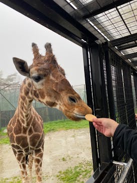 那須サファリパークに投稿された画像（2023/4/15）