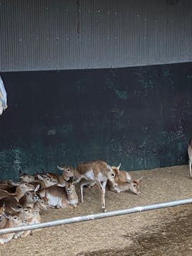 那須サファリパークに投稿された画像（2023/4/15）