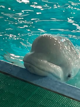 鴨川シーワールドに投稿された画像（2023/4/15）