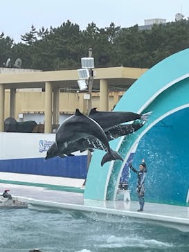 鴨川シーワールドに投稿された画像（2023/4/15）