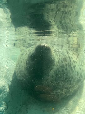 鴨川シーワールドに投稿された画像（2023/4/15）