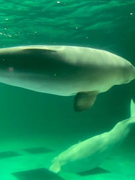 鴨川シーワールドに投稿された画像（2023/4/15）