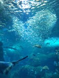 新江ノ島水族館に投稿された画像（2023/4/16）