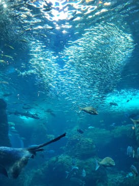 新江ノ島水族館に投稿された画像（2023/4/15）