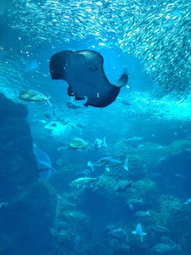 新江ノ島水族館に投稿された画像（2023/4/15）