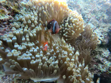 武藤潜水に投稿された画像（2023/4/16）