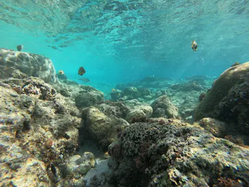 武藤潜水に投稿された画像（2023/4/16）