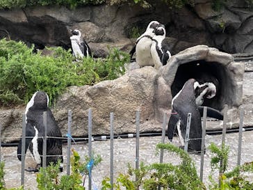 サンシャイン水族館に投稿された画像（2023/4/16）