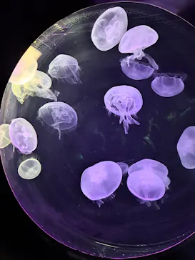 仙台うみの杜水族館に投稿された画像（2023/4/16）