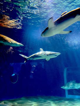 アクアワールド茨城県大洗水族館に投稿された画像（2023/4/16）