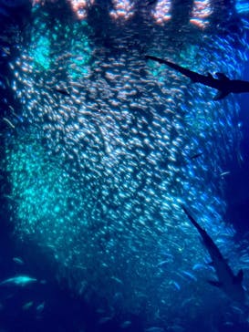 アクアワールド茨城県大洗水族館に投稿された画像（2023/4/16）