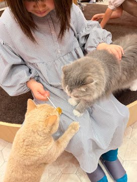 猫カフェモカ イオンモール大日店に投稿された画像（2023/4/16）