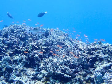 初心者専門マリンサービスサンフィッシュ石垣島に投稿された画像（2023/4/16）