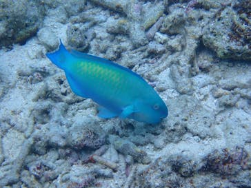 初心者専門マリンサービスサンフィッシュ石垣島に投稿された画像（2023/4/16）