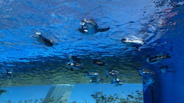 サンシャイン水族館に投稿された画像（2023/4/16）