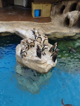 アクアワールド茨城県大洗水族館に投稿された画像（2023/4/16）